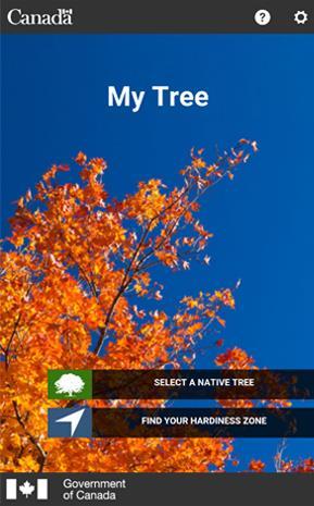 My Tree