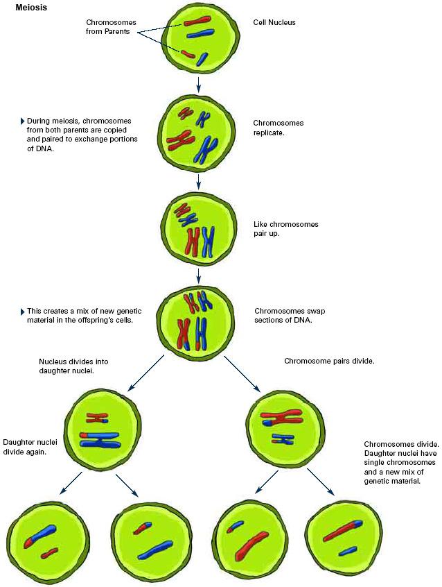 Sexual reproduction and genetic variation Meiosis is a form of cell division that gives rise to genetic variation.