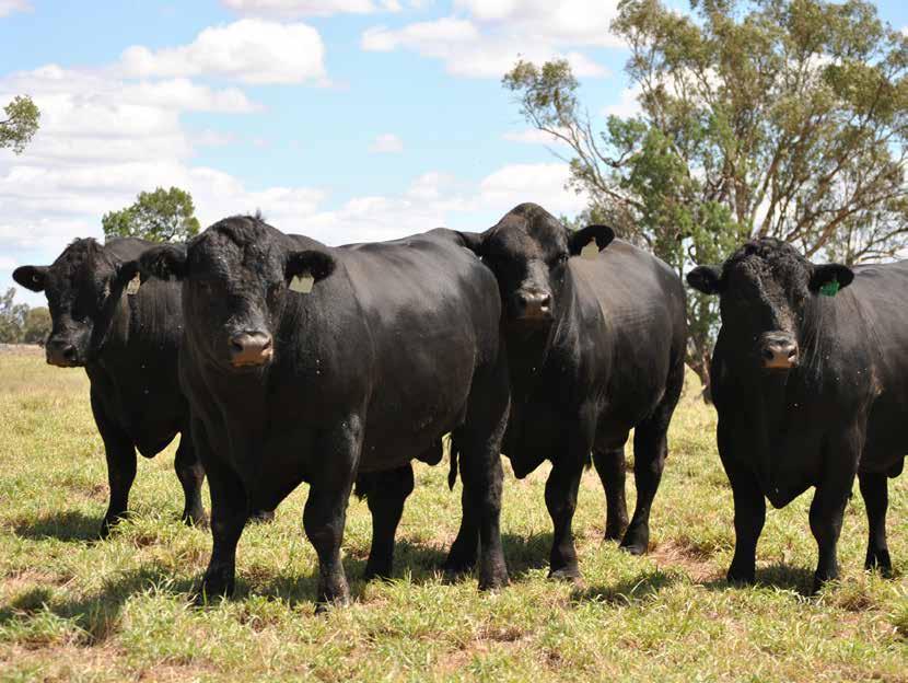 the Angus Australia database has resulted in corrections to the pedigree, gender or breed of some animals (~200 animals).