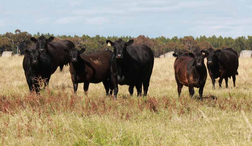 Angus breeders with the implementation of the new single step analytical software.