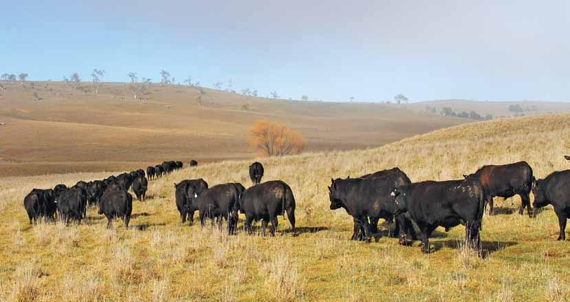 Easy calving females = more live calves = more profits The bulls bred at Hazeldean come from a 3500 strong female herd with depth of breeding over more than 60 years.