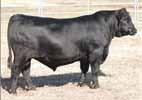 A selection of AI Sires of the Hazeldean Angus Sale Bulls for 2015 G A R PROPHET USA16295688 Sire: C R A BEXTOR 872 5205 608 Dam: G A R OBJECTIVE 1885 From the great US Gardner Angus herd, Prophet is