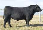 Widely used, he is in 132 herds with over 5000 progeny analysed.