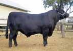 breed. An outcross pedigree in many herds, Broken Bow produces moderate framed progeny with length and vigour.