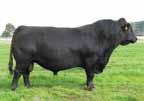 has 1872 progeny analysed and has an exceptional birth to growth EBV spread along with excellent carcase and index values. He is in the top 1% for Scrotal size and Angus index and top 5% for EMA.