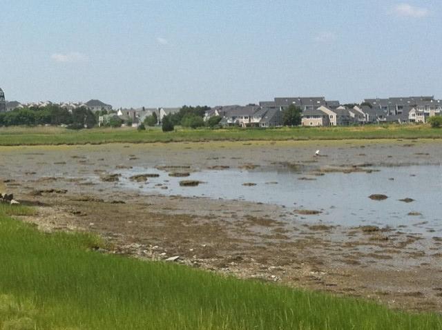 The requirements for development of salt marshes: fine-grained sediments no strong waves or tidal currents
