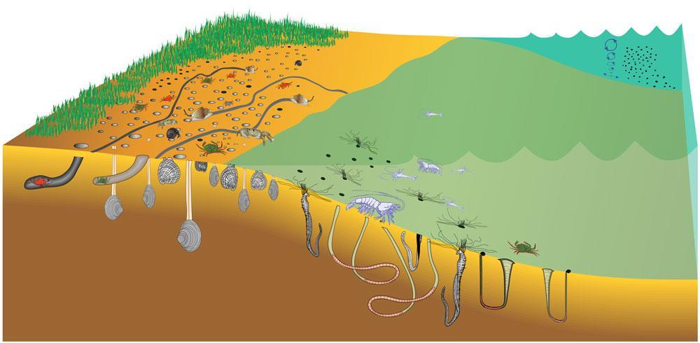 Positive feedback loops in ecosystem engineering: sediment transport,