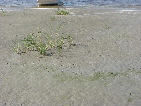 Pioneer salt marsh plants colonizing bare intertidal