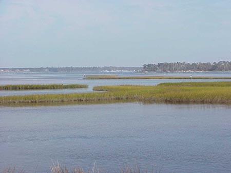 Patches of salt marsh in the high salinity section of the estuary but not