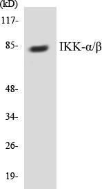 ANTIBODY SPECIFICITY Anti-IKK-α/β Antibody The Anti-IKK-α/β Antibody is a rabbit polyclonal antibody. It was tested on Western Blots for specificity.