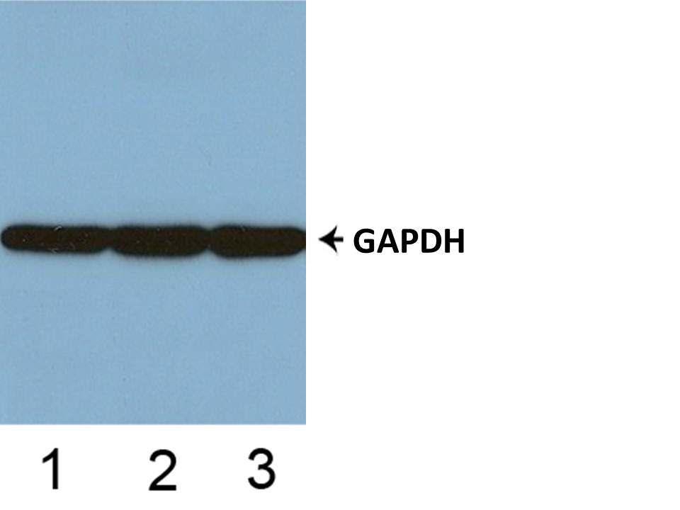 Anti-GAPDH Antibody The Anti-GAPDH Antibody is a mouse monoclonal antibody. It was tested on Western Blots with the tissue lysates from human, mouse, and rat for specificity.