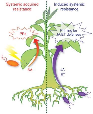 activity of plant hormones Induced Resistance