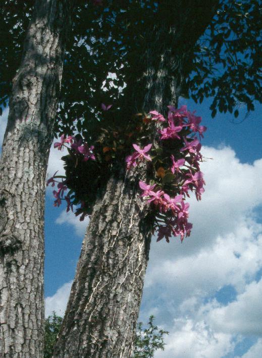 Orchids grow on the branches of high trees. These orchids get more water and sunlight than those on the ground.