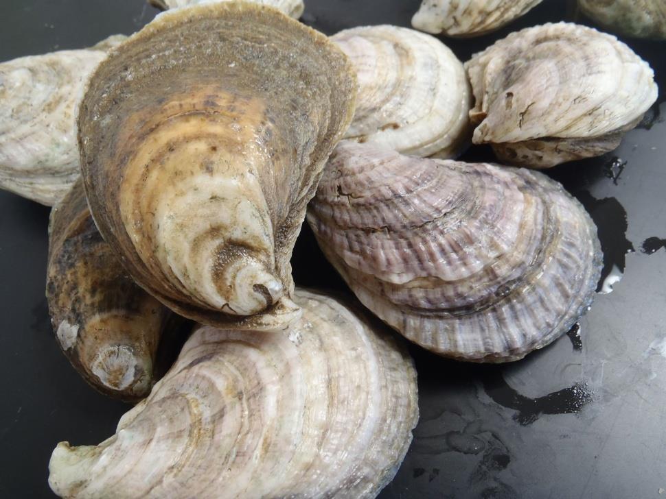 Why Off-Bottom Oyster Farming?