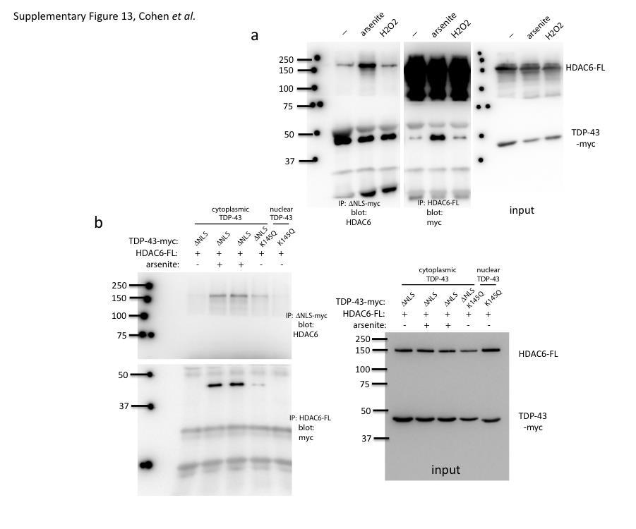 Supplementary Figure 13: A stress-inducible interaction between TDP-43 and HDAC6 a) Cells transfected with myc-tagged TDP-43- NLS and FLAG-tagged HDAC6 were analyzed by co-immunoprecipitation