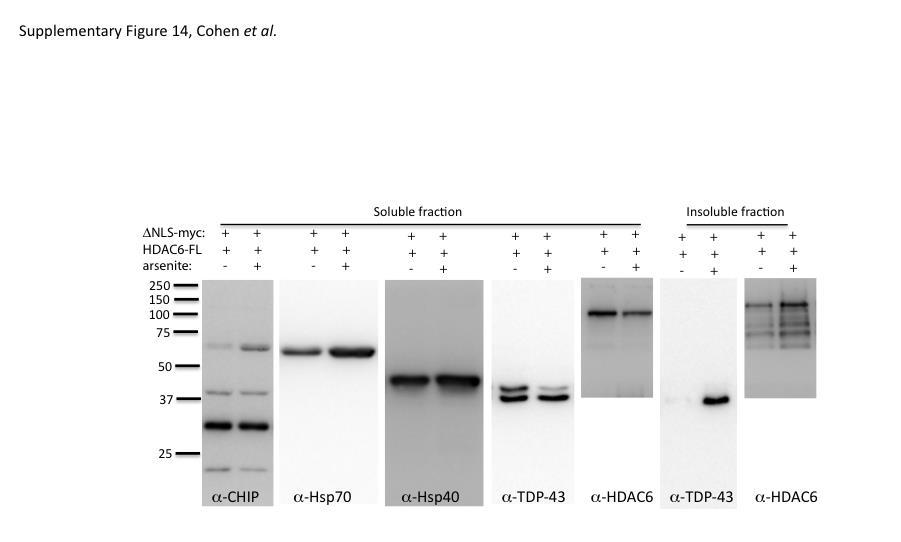 Supplementary Figure 14: Induction and activation of CHIP and Hsp70 correlate with cytoplasmic TDP-43 aggregation in response to arsenite stress Protein levels of the HDAC6/CHIP/Hsp70 complex
