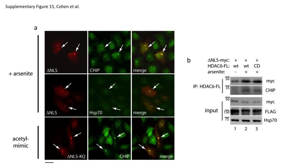 Supplementary Figure 15: Acetylated TDP-43 aggregates recruit and physically associate with the CHIP/Hsp70 complex a) Double-labeling immunofluorescence microscopy illustrates that TDP-43 aggregates