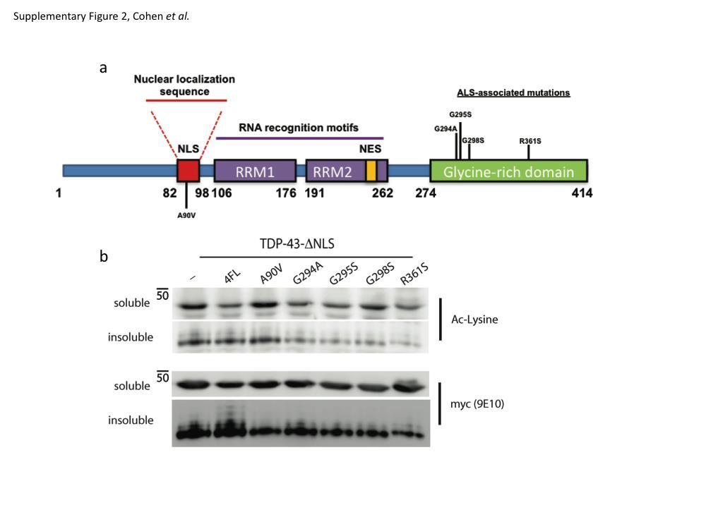Supplementary Figure 2: TDP-43 acetylation of a panel of ALS-associated TARDBP mutations a) A schematic of the TDP-43 protein depicting the nuclear localization sequence (NLS), RNArecognition motifs