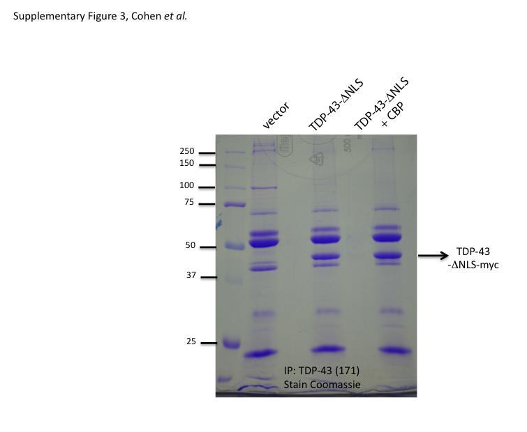 Supplementary Figure 3: Mass spectrometry of immunoprecipitated TDP-43 upon co-expression with Creb-binding protein (CBP) acetyltransferase QBI-293 cells were transfected with vector alone or TDP-43-