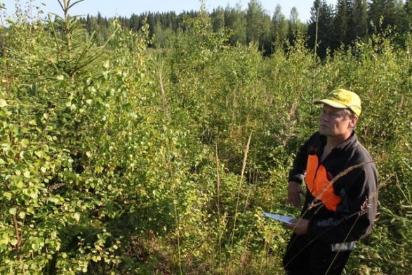 Pilots in Mexico and Finland Monitoring of forest carbon in