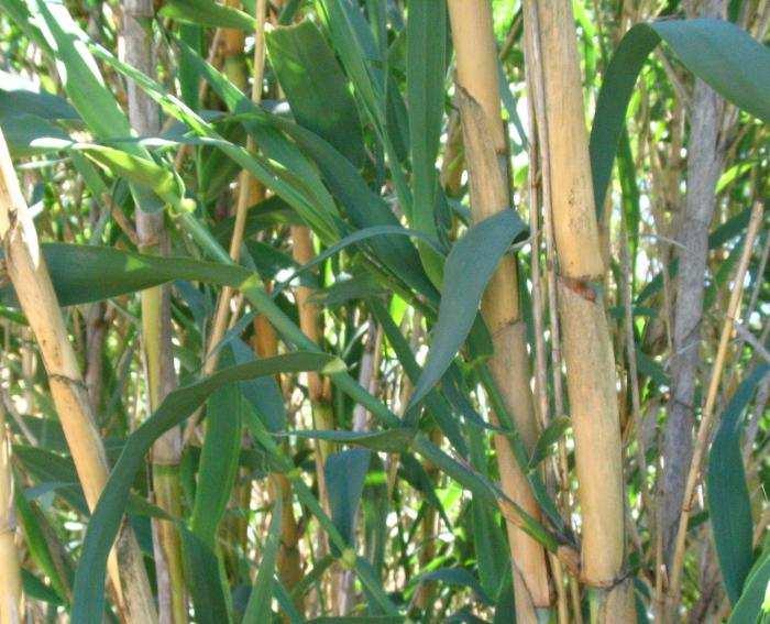 LignocellulosichYdrolysis and Fermentation Giant reed (Arundo