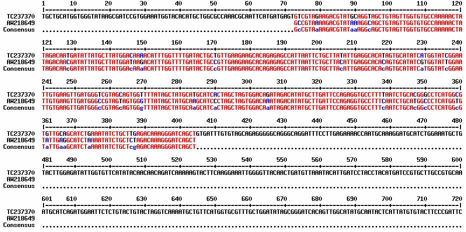 Example of type I assembly error (paralog) In DFCI Tomato Gene Index, AW218649 is a member of TC237370 Sequence identity