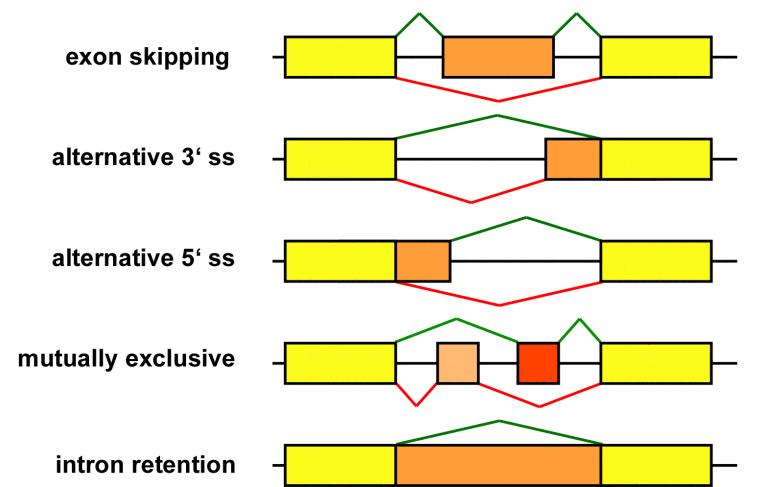 RNA-Seq applications Alternative splicing Short