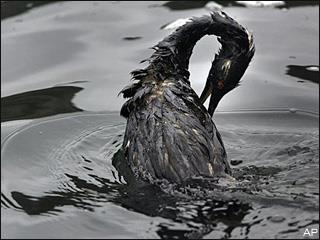 Marine Oil Spills Oil spills make good headlines Images of wildlife covered in oil, oil slicks