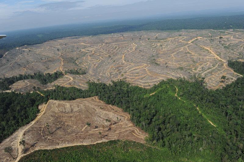 Deforestation / Climate Change