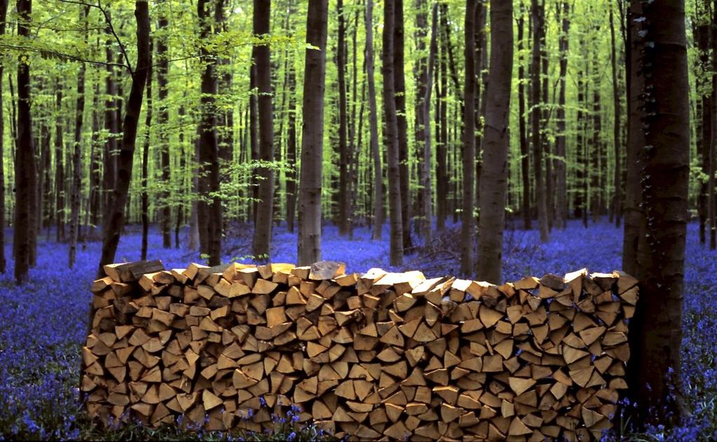 Climate mitigation in the forest sector LULUCF regulation?