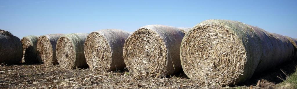 Harvest statistics All near Cedar Rapids, IA 2008 2009 2010 Large round bales 6468 5693 4460 Large square bales 0 403 1567 Total harvest (dry tons) 2980 2799 2645 Baling rate
