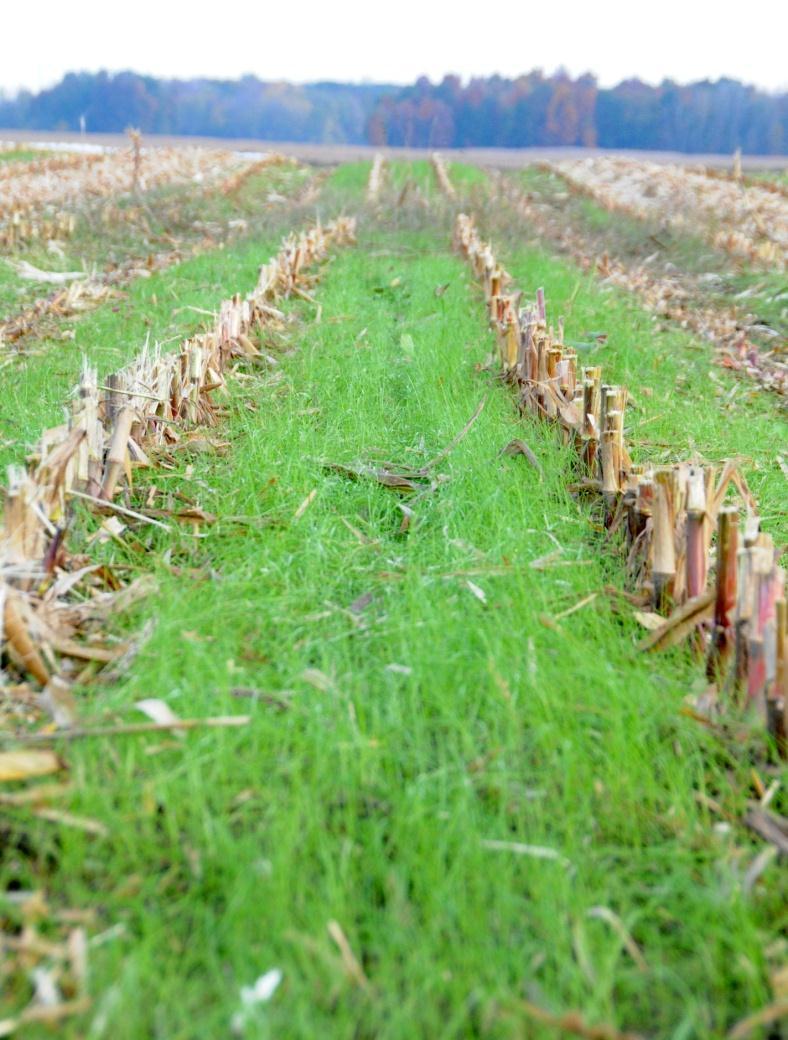 Rye cover crop