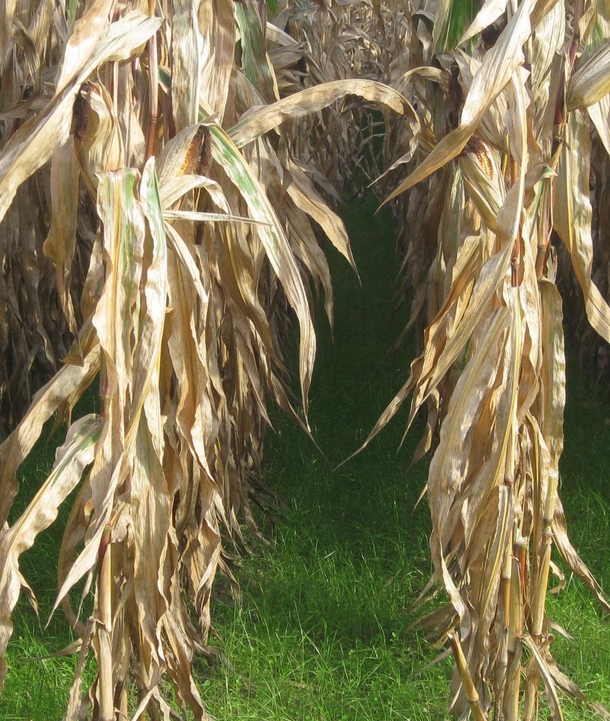 harvest Cover crops