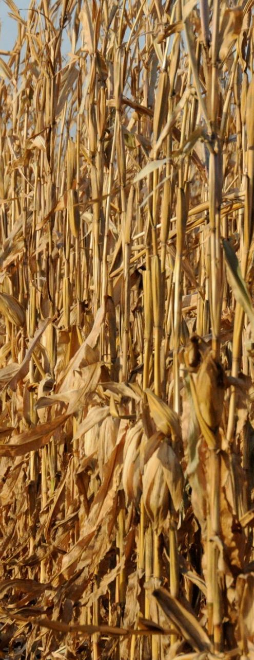 Corn stover harvests and uses: Summary Properly done, stover harvests can improve the value of an acre of corn Requires management to erosion and organic matter targets Nutrient (N,