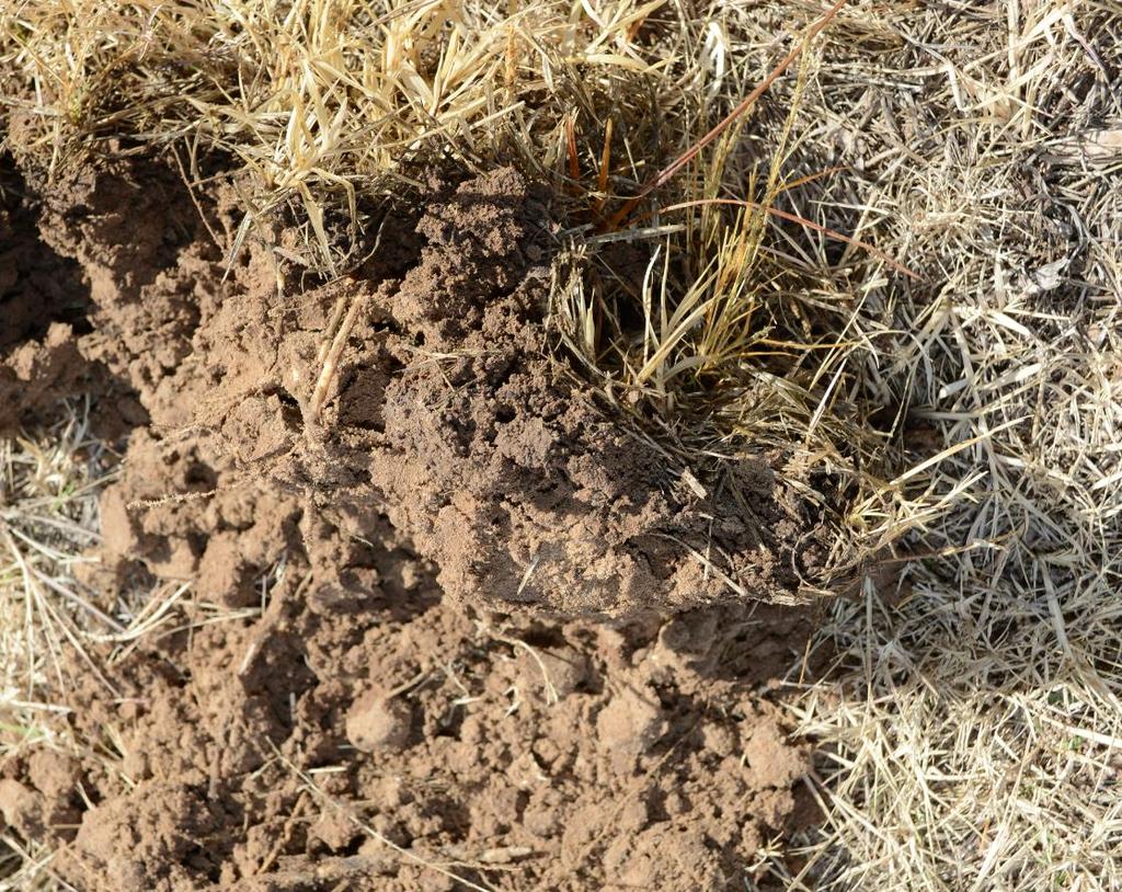 Soil is beginning to develop soil structure. Managing the soil s living organims (Soil Food Web).
