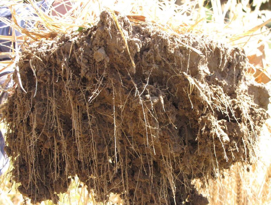 A healthy root system = A healthy surface soil. Zone of INTENSE Nutrient Cycling and Water use.