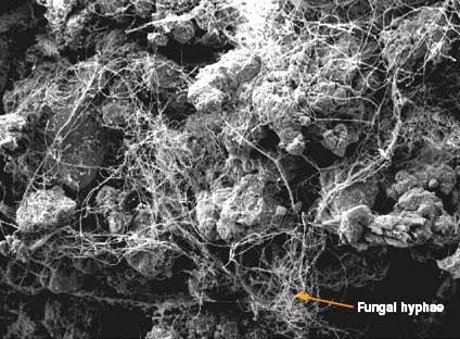 Fungal hyphae binding soil particles together into aggregates.