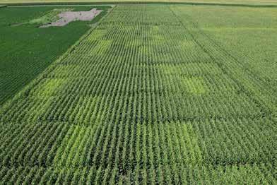 Low Nutrient Management and Nitrogen Recommendations Nitrogen Fertilizer Added (lb/acre) High Picture