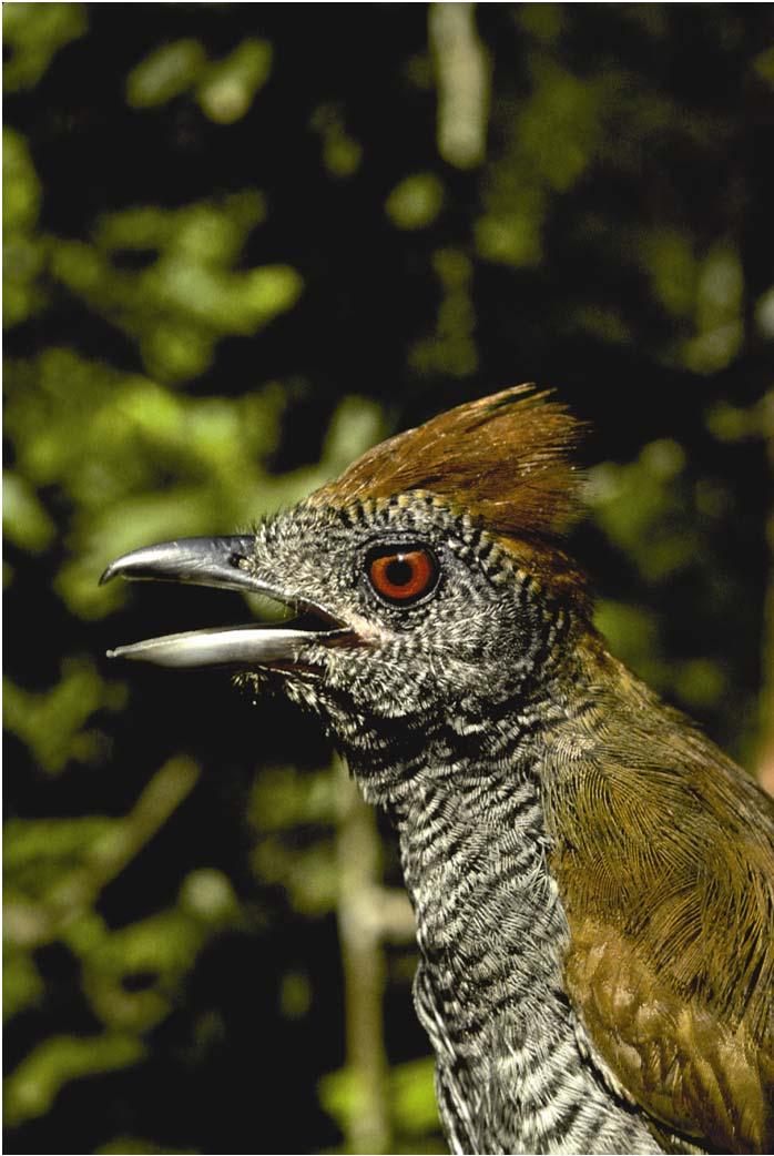 (b) PLATE 14-7 (a) The black-throated antshrike (Frederickena viridis) (female shown in photo) is an obligate forest interior species and poor colonizer.