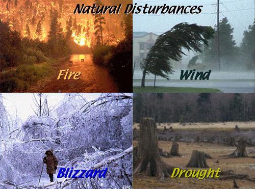 Examples of natural disturbances tornadoes,