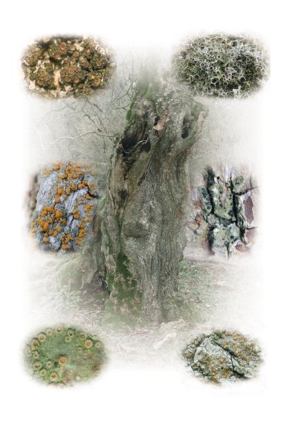 Back from the Brink Management Series Elm trees were once a familiar part of the countryside and cultural landscape throughout the British Isles, with well grown trees often found in parklands,