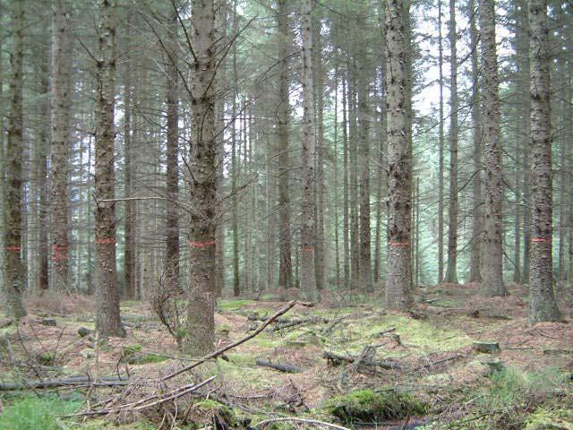 Figure 2. Site 1, Sitka spruce stand Figure 3.