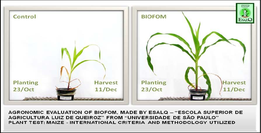 In addition, because it is a granular fertiliser, BIOFOM permits an easier application if compared to the distribution of stillage in the cane crop, thus reducing investments and costs.