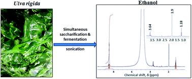 Single step conversion of a macroalgae to ethanol using sonication Algea Ulva rigida Process Simultaneous saccharification and fermentation (SSF) Proximate composition Carbohydrate Cellulose Relative