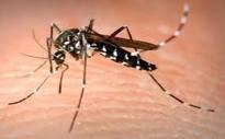 The Mosquito Kill Mechanism The insecticide attacks the nervous system Causing