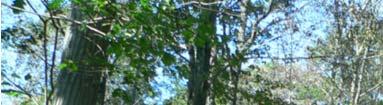 Unkempt park Pining for birch 15-year-old shelterwood - Gaillard Pure birch under pine