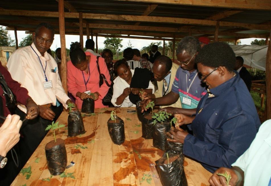 Grafting Tomato in Kenya Grafting