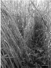 Undersowing legumes into winter wheat in Eastern Nebraska Red clover in winter