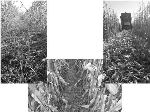 Corn yields after cover crops Corn yields were lower in the continuous corn rotation and this difference was large Corn yields were lower after highly productive cover crops, but this difference was