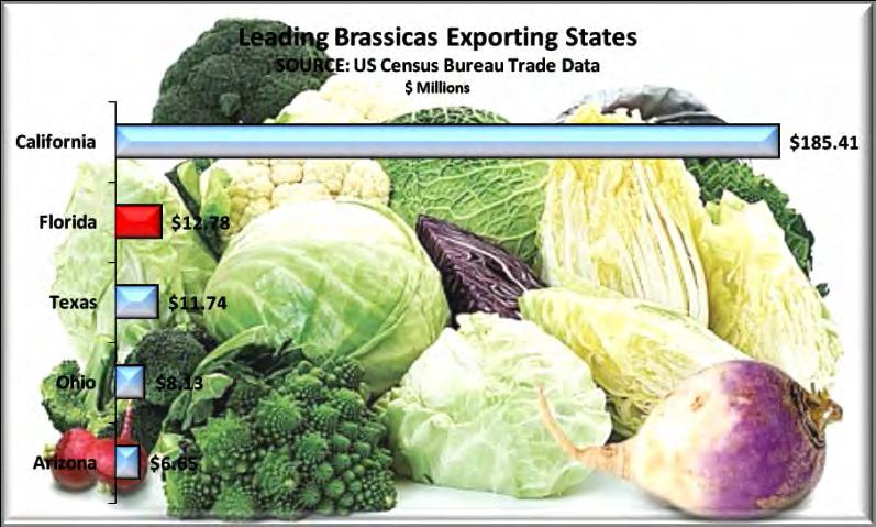 Brassicas Brassicas are actually members of the mustard family and include cabbage, cauliflower, turnips and broccoli.